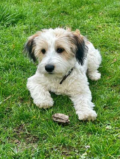 Mischlinge raten - Rätselspaß-Beitrag-Bild