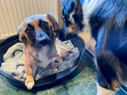 Dackelblick-Beitrag-Bild