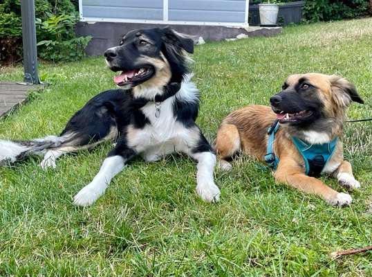 Dogorama Photo Challenge - Gegensätze-Beitrag-Bild