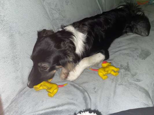 Der Lieblingsplüschi eures Vierbeiners-Beitrag-Bild