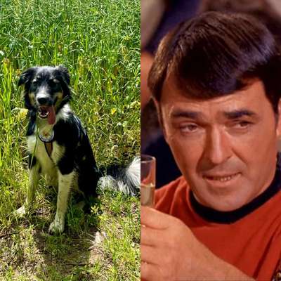 Wie heißt dein Hund?-Beitrag-Bild