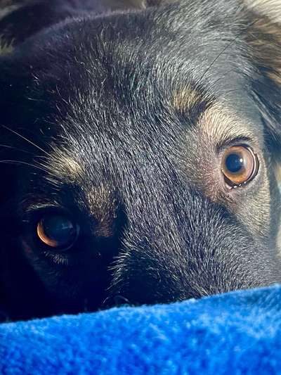 Die besten Hundeblicke 🐾❤️-Beitrag-Bild