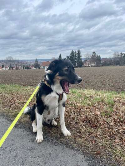 Dogorama Photo Challenge - Der Frühling kommt-Beitrag-Bild