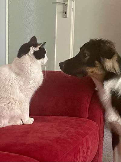 FOTOCHALLENGE 68: Dein Hund und sein bester Freund-Beitrag-Bild