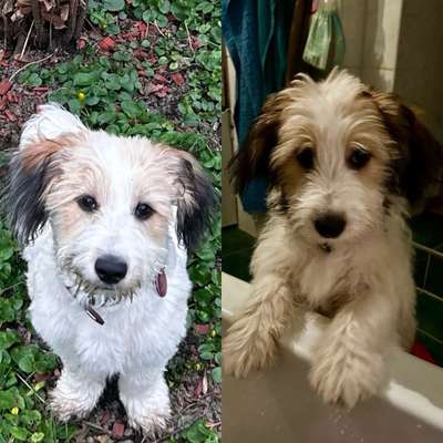 Vor dem Friseur - nach dem Friseur-Beitrag-Bild