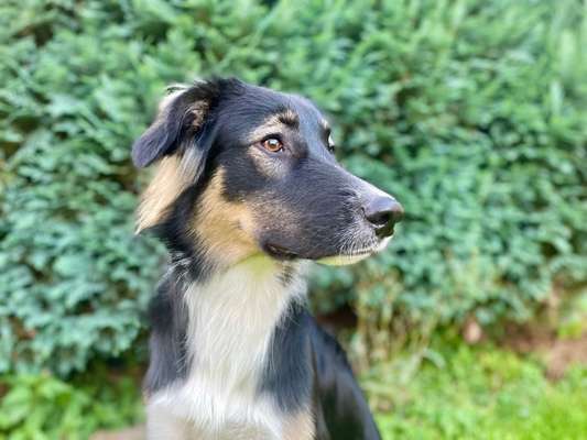 Zeichnungen eurer Hunde-Beitrag-Bild