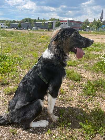 FOTOCHALLENGE 72 - Glücklicher Hund im Schmuddel-Look-Beitrag-Bild