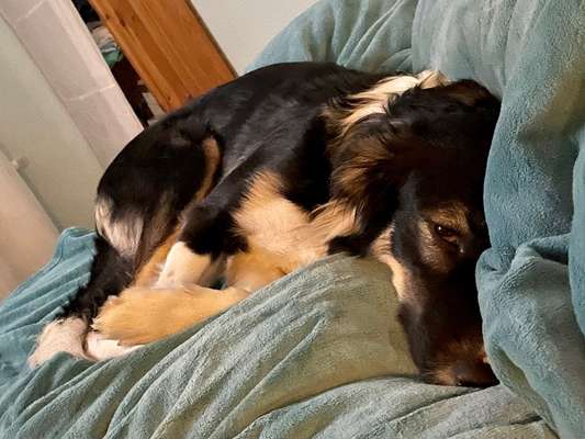 Dogorama Photo Challenge - Zeit ins Bett zu gehen-Beitrag-Bild