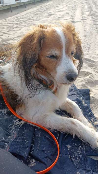 Kooikerhondje-Beitrag-Bild