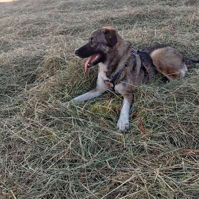 Hundetreffen-Spazieren gehen
