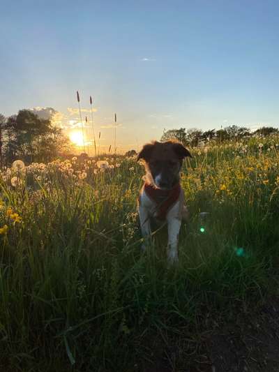 Die Dogorama Monats Challenge "Es grünt und blüht"-Beitrag-Bild