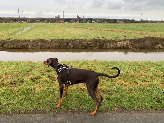 Hundetreffen-Hundetreff in Seehausen-Bild