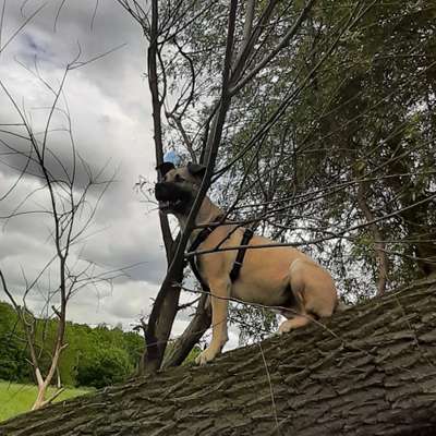 Hundetreffen-Gemeinsam spazieren-Bild