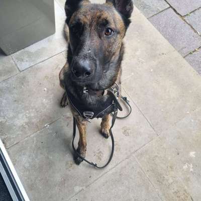 Hundetreffen-Gemeinsame Gassirunde oder Training-Bild