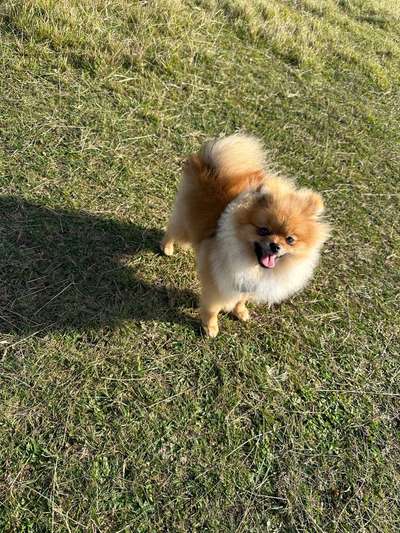 Hundetreffen-Pomeranian treff-Bild