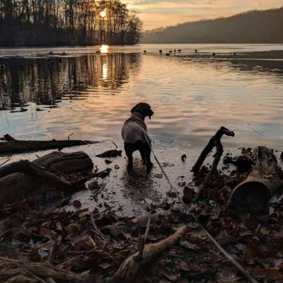 aktuelles Foto Gruppe Dackel