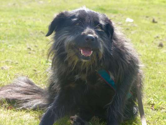 Lieblingsbild von euren Hunden?-Beitrag-Bild