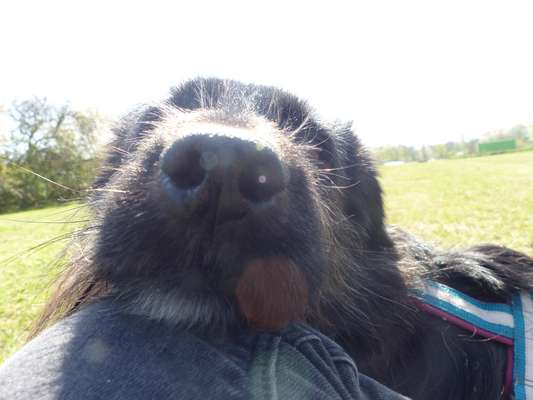 Zeigt her eure Hundenasen-Beitrag-Bild