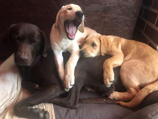 Die Dogorama Kalender Challenge Titelbild-Beitrag-Bild