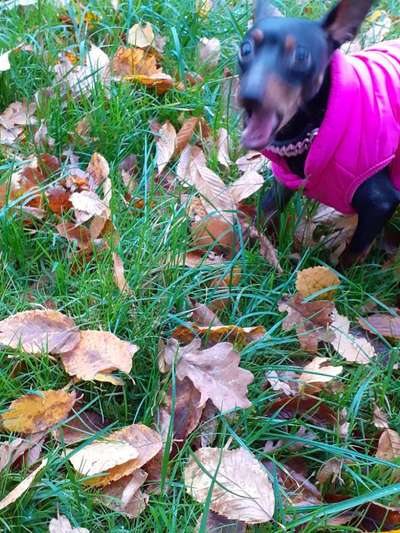 Zeigt eure verrücktesten Hundebilder-Beitrag-Bild