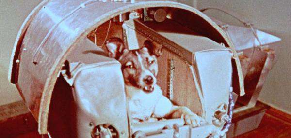 Wie heißt dein Hund?-Beitrag-Bild