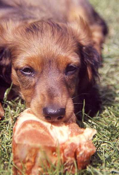 Wie heißt dein Hund?-Beitrag-Bild