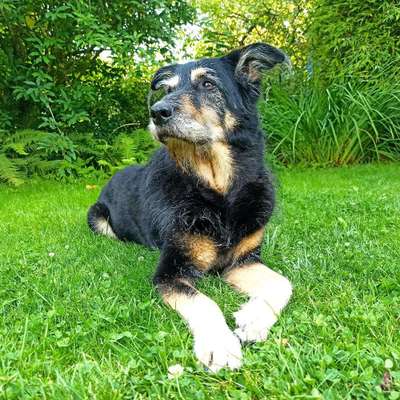 Wie heißt dein Hund?-Beitrag-Bild