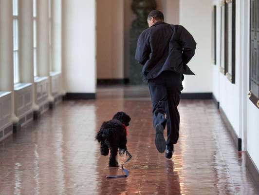 Wie heißt dein Hund?-Beitrag-Bild