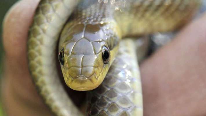 Wie heißt dein Hund?-Beitrag-Bild