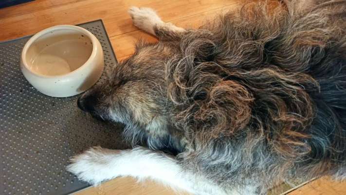 Hunde Memes-Beitrag-Bild