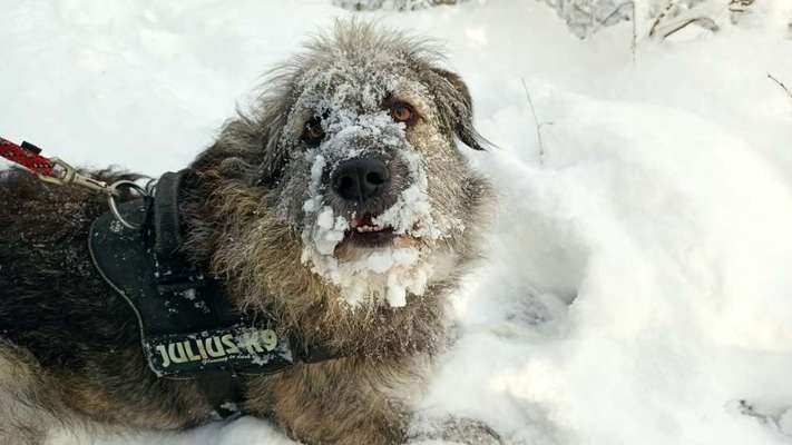 Gibts hier Mioritic Besitzer?-Beitrag-Bild