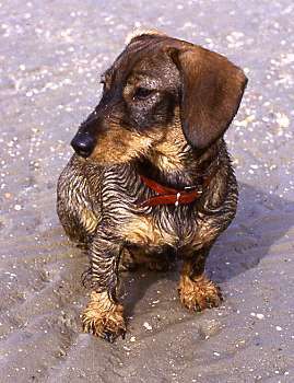 Wie heißt dein Hund?-Beitrag-Bild