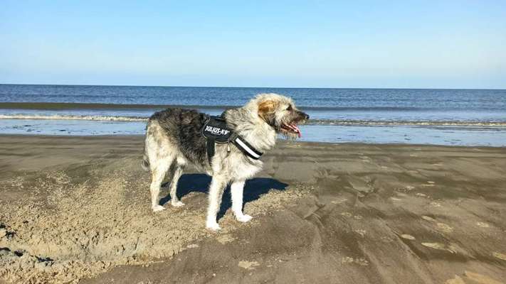 Wie heißt dein Hund?-Beitrag-Bild