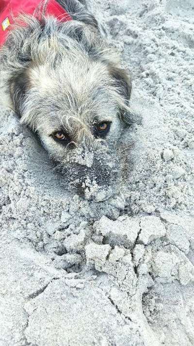 Wie heißt dein Hund?-Beitrag-Bild