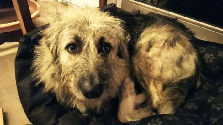 Gibts hier Mioritic Besitzer?-Beitrag-Bild