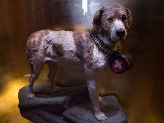 Wie heißt dein Hund?-Beitrag-Bild