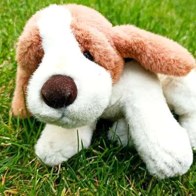 Wie heißt dein Hund?-Beitrag-Bild