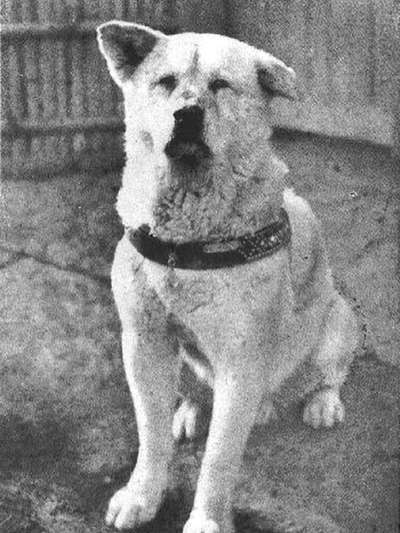 Wie heißt dein Hund?-Beitrag-Bild