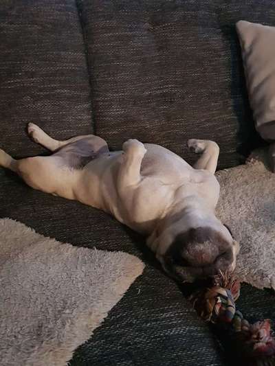 Französische Bulldoggen-Beitrag-Bild