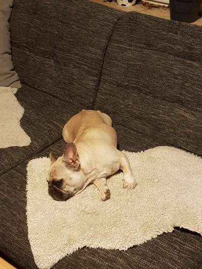 Französische Bulldoggen-Beitrag-Bild