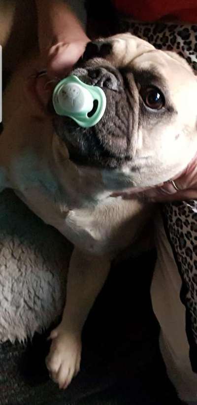 Französische Bulldoggen-Beitrag-Bild