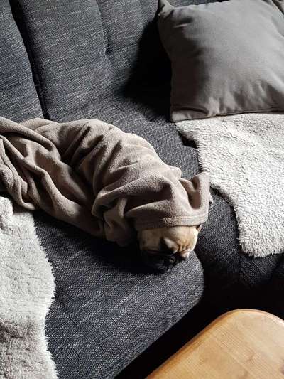 Französische Bulldoggen-Beitrag-Bild