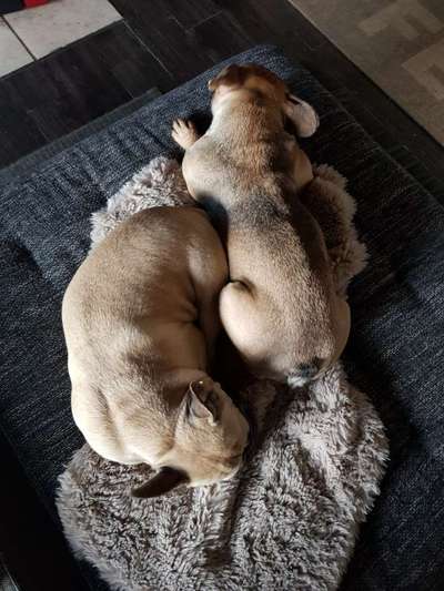 Französische Bulldoggen-Beitrag-Bild