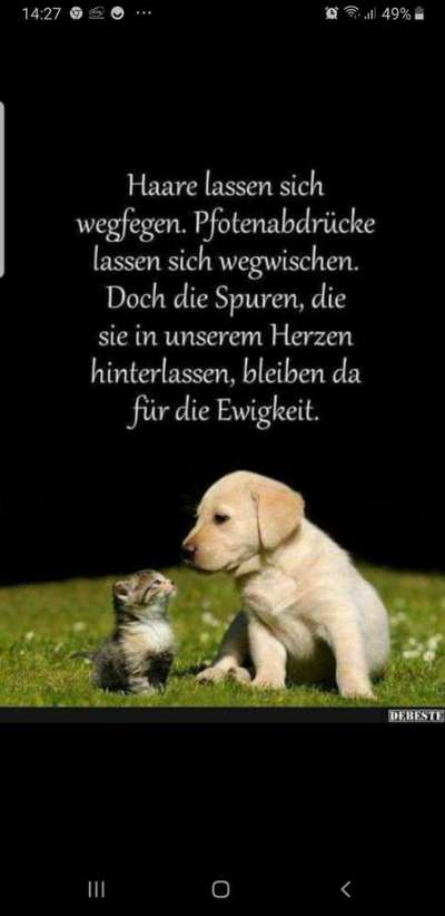 Unsere Fellnasen im Regenbogenland-Beitrag-Bild