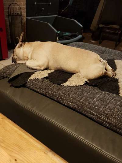 Französische Bulldoggen-Beitrag-Bild