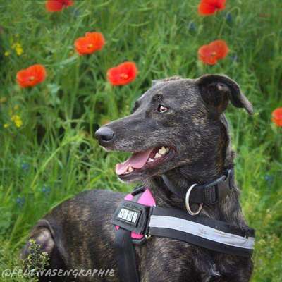 TierschutzhundeStammtisch🐕-Beitrag-Bild