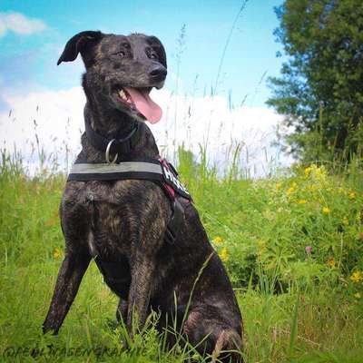 TierschutzhundeStammtisch🐕-Beitrag-Bild