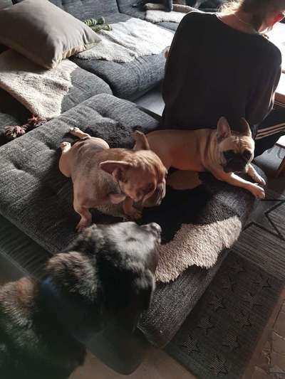 Französische Bulldoggen-Beitrag-Bild