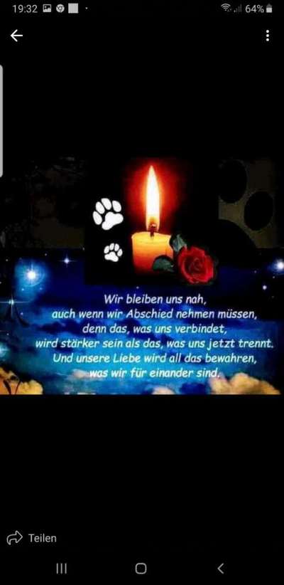 Unsere Fellnasen im Regenbogenland-Beitrag-Bild