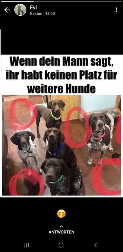 Französische Bulldoggen-Beitrag-Bild